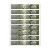 Sunlit White Azaleas Beauful Spring Flowers (Vel)