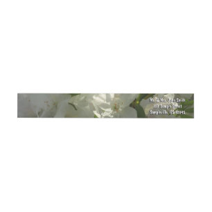 Sunlit White Azaleas Beauful Spring Flowers