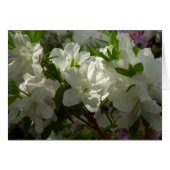 Sunlit White Azaleas Beauful Spring Flowers (Voorkant Horizontaal)
