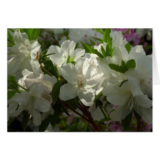 Sunlit White Azaleas Beauful Spring Flowers (Voorkant Horizontaal)
