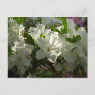 Sunlit White Azaleas Beauful Spring Flowers Briefkaart