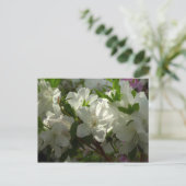 Sunlit White Azaleas Beauful Spring Flowers Briefkaart (Staand voorkant)