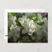 Sunlit White Azaleas Beauful Spring Flowers Briefkaart (Voorkant / Achterkant)