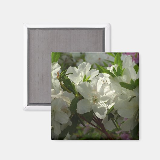 Sunlit White Azaleas Beauful Spring Flowers Magneet (Voorkant / Achterkant)
