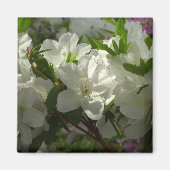 Sunlit White Azaleas Beauful Spring Flowers Magneet (Voorkant)