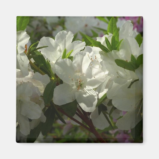 Sunlit White Azaleas Beauful Spring Flowers Magneet (Voorkant)