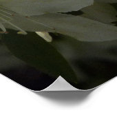 Sunlit White Azaleas Beauful Spring Flowers Poster (Hoek)