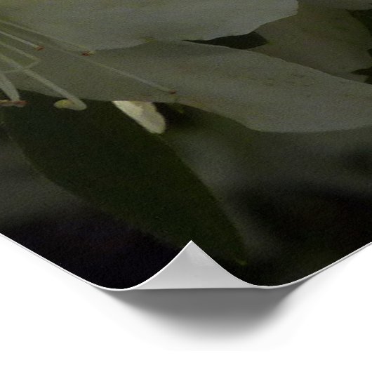 Sunlit White Azaleas Beauful Spring Flowers Poster (Hoek)