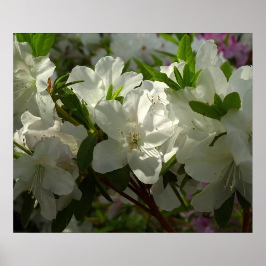Sunlit White Azaleas Beauful Spring Flowers Poster (Voorkant)