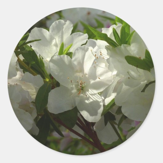 Sunlit White Azaleas Beauful Spring Flowers Ronde Sticker (Voorkant)