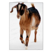 Sunni Dashin' in de sneeuw (Voorkant)