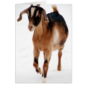 Sunni Dashin' in de sneeuw