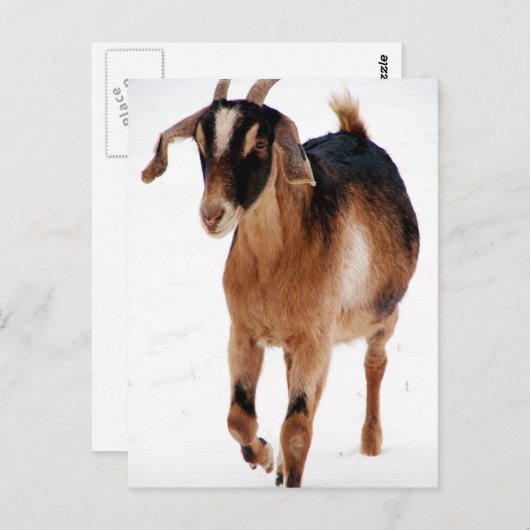 Sunni Dashin' in de sneeuw Briefkaart (Voorkant / Achterkant)