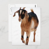 Sunni Dashin' in de sneeuw Briefkaart (Voorkant / Achterkant)