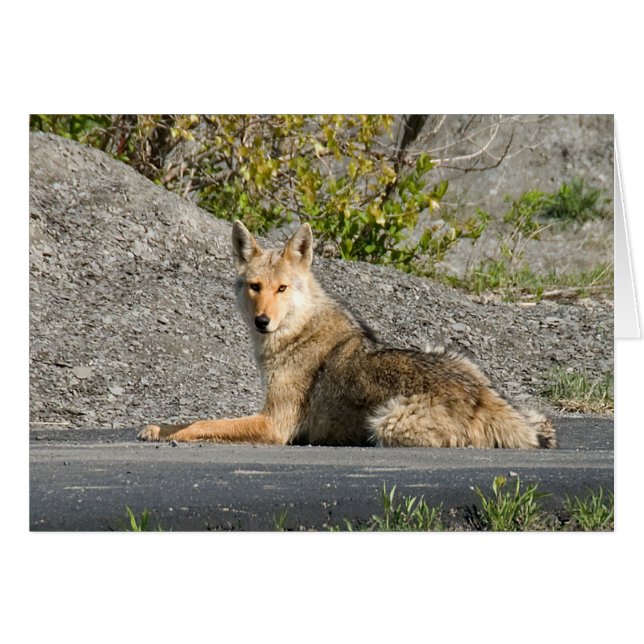 Sunning Coyote (Voorkant Horizontaal)