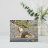 Sunning Coyote Briefkaart (Staand voorkant)