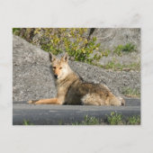 Sunning Coyote Briefkaart (Voorkant)