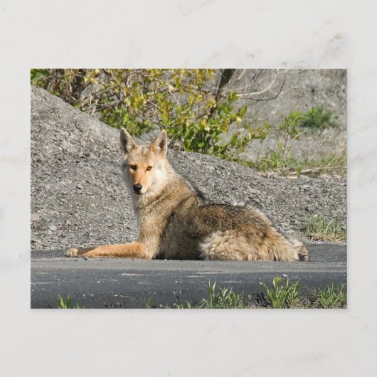 Sunning Coyote Briefkaart (Voorkant)