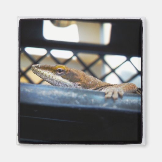 Sunning Green Anole Lizard Foto Magneet (Voorkant)