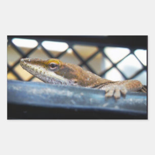 Sunning Green Anole Lizard Foto Rechthoekige Sticker