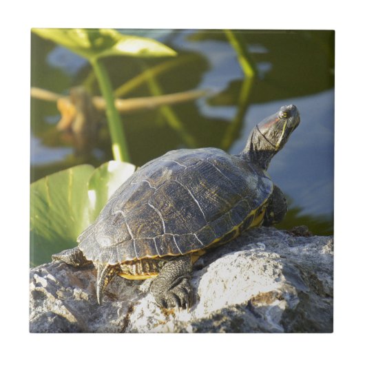 Sunning Tegeltje (Voorkant)