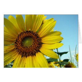 Sunny