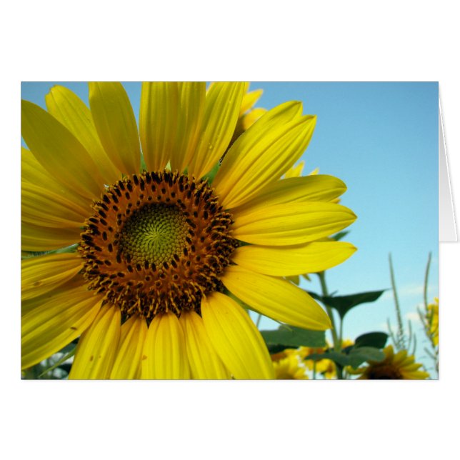 Sunny (Voorkant Horizontaal)