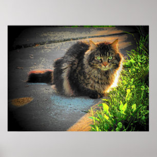 Sunny and Cold Grumpy Angel Cat door djoneill Poster