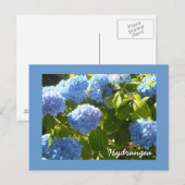 Sunny Blue Hydrangea Briefkaart (Voorkant / Achterkant)