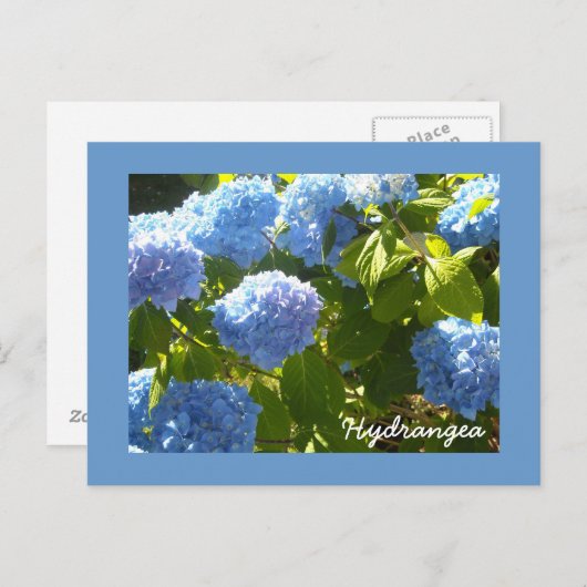 Sunny Blue Hydrangea Briefkaart (Voorkant / Achterkant)