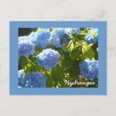 Sunny Blue Hydrangea Briefkaart (Voorkant)