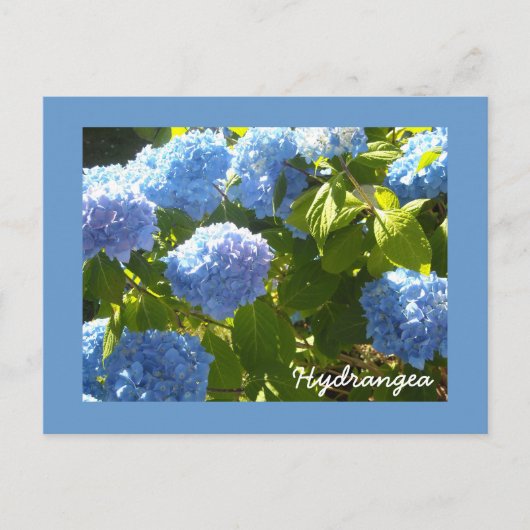 Sunny Blue Hydrangea Briefkaart (Voorkant)