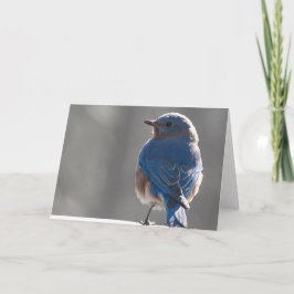 Sunny Bluebird Kaart