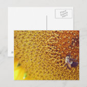 Sunny Briefkaart (Voorkant / Achterkant)