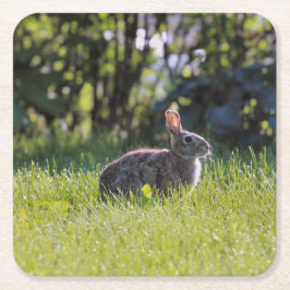 Sunny Bunny Kartonnen Onderzetters