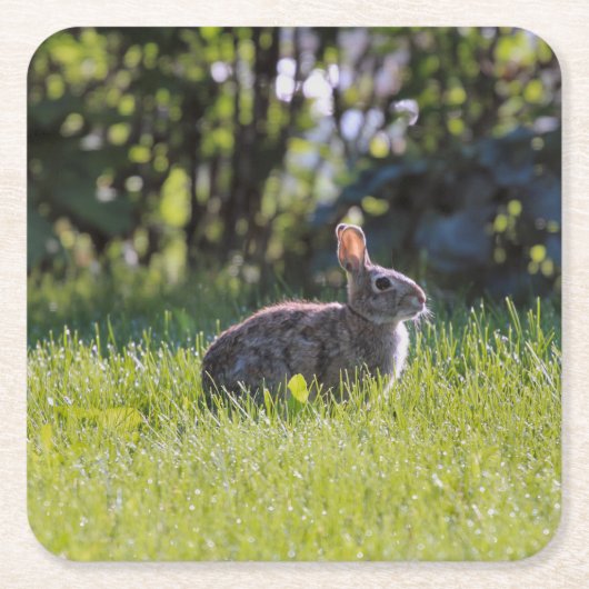 Sunny Bunny Kartonnen Onderzetters (Voorkant)