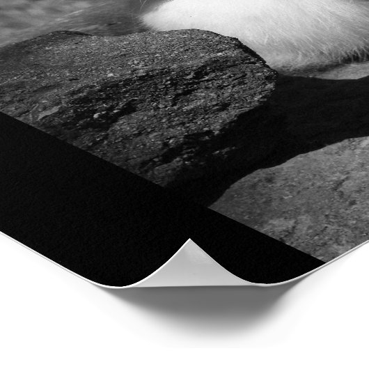 Sunny Bunny Poster (Hoek)