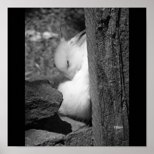 Sunny Bunny Poster (Voorkant)