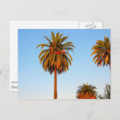 Sunny California Palm Trees Briefkaart (Voorkant / Achterkant)