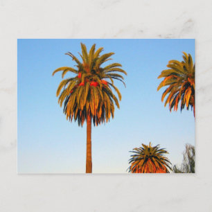 Sunny California Palm Trees Briefkaart