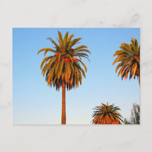 Sunny California Palm Trees Briefkaart (Voorkant)