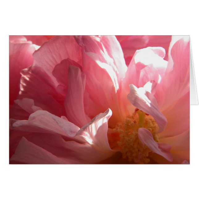 Sunny Confederate Roos (Voorkant Horizontaal)