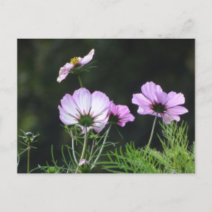 Sunny Cosmea Flowers DIY Briefkaart