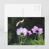 Sunny Cosmea Flowers DIY Briefkaart (Voorkant / Achterkant)