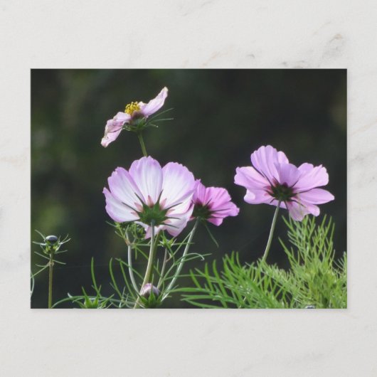 Sunny Cosmea Flowers DIY Briefkaart (Voorkant)
