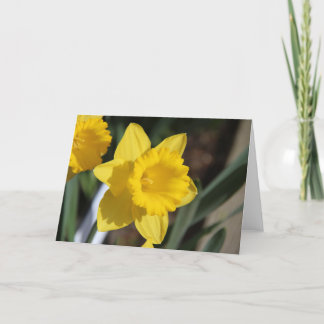Sunny Daffodil Kaart