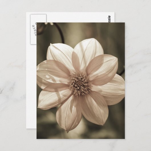 Sunny Dahlia Briefkaart (Voorkant / Achterkant)