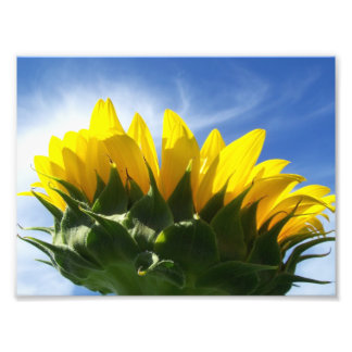 Sunny Day Sunflower Foto Afdruk