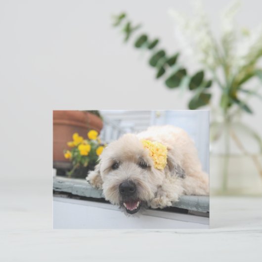 Sunny Day Wheaton Briefkaart (Staand voorkant)