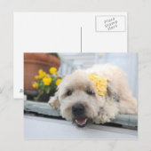 Sunny Day Wheaton Briefkaart (Voorkant / Achterkant)